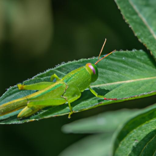 Can Grasshoppers Change Color