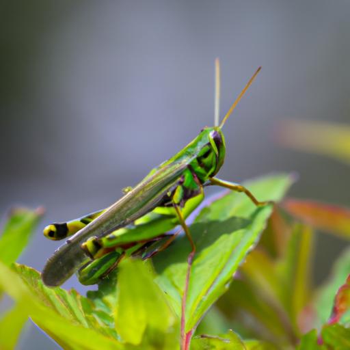 What Do Grasshoppers Symbolize: Unveiling the Hidden Meanings